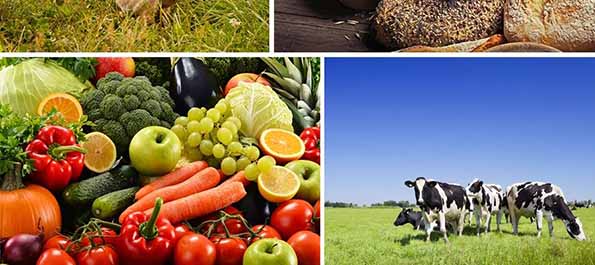 Food and Beverage Processing